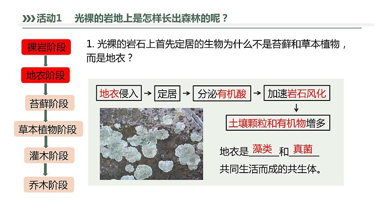 2.3 群落的演替-2023-2024学年高二生物人教版选择性必修2课件第7页