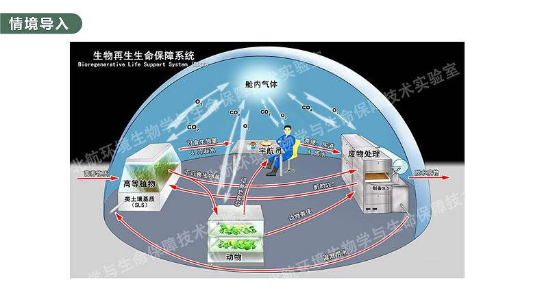 3.1 生态系统的结构-2023-2024学年高二生物人教版选择性必修2课件第4页