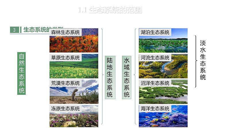 3.1 生态系统的结构-2023-2024学年高二生物人教版选择性必修2课件第8页