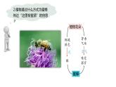 3.4  生态系统的信息传递-2023-2024学年高二生物人教版选择性必修2课件