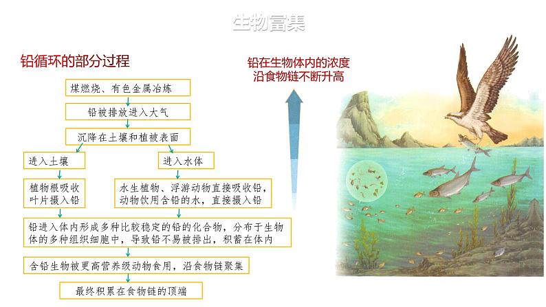 3.3.2 生物富集及探究土壤微生物的分解作用-2023-2024学年高二生物人教版选择性必修2课件第6页