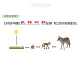 3.2.1 能量流动的过程及特点-2023-2024学年高二生物人教版选择性必修2课件
