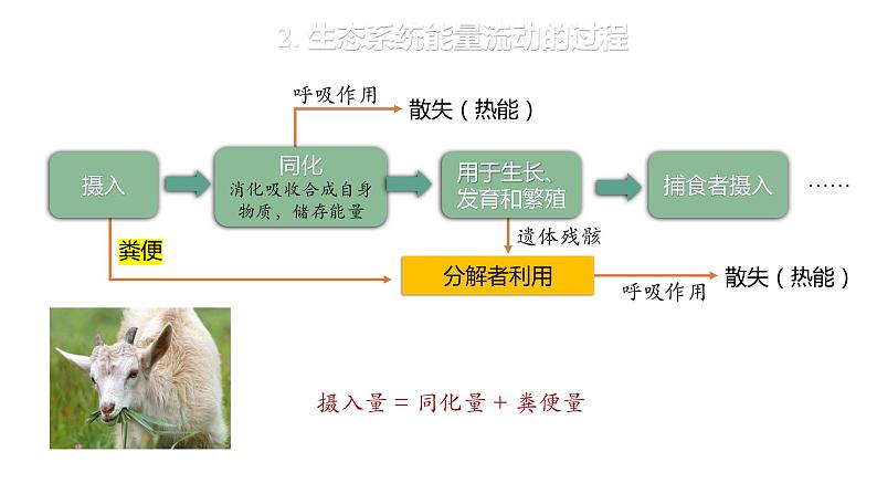 3.2.1 能量流动的过程及特点-2023-2024学年高二生物人教版选择性必修2课件第6页