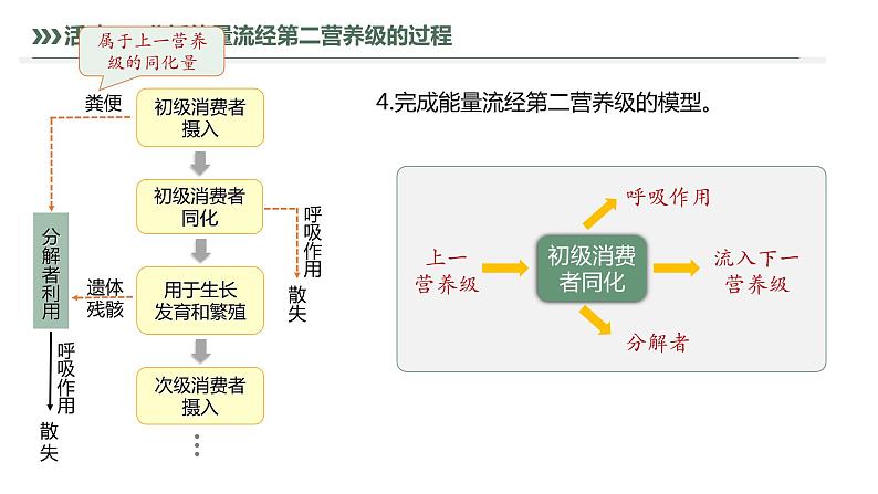 3.2.1 能量流动的过程及特点-2023-2024学年高二生物人教版选择性必修2课件第8页