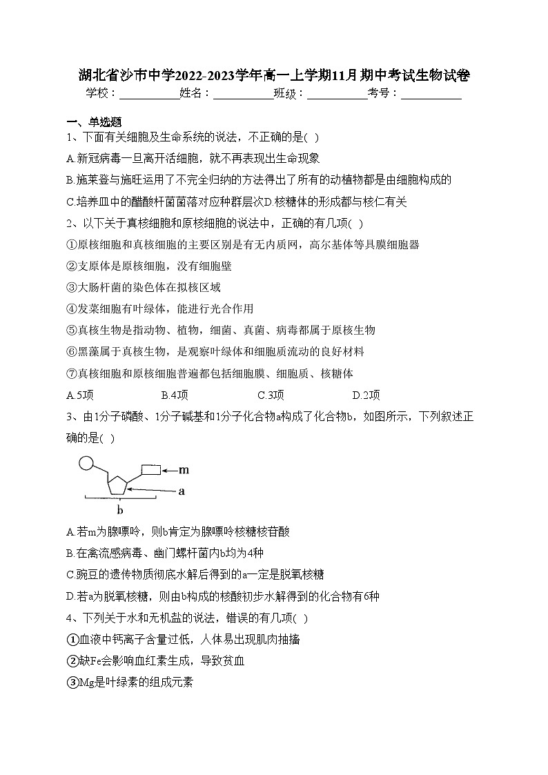 湖北省沙市中学2022-2023学年高一上学期11月期中考试生物试卷(含答案)01