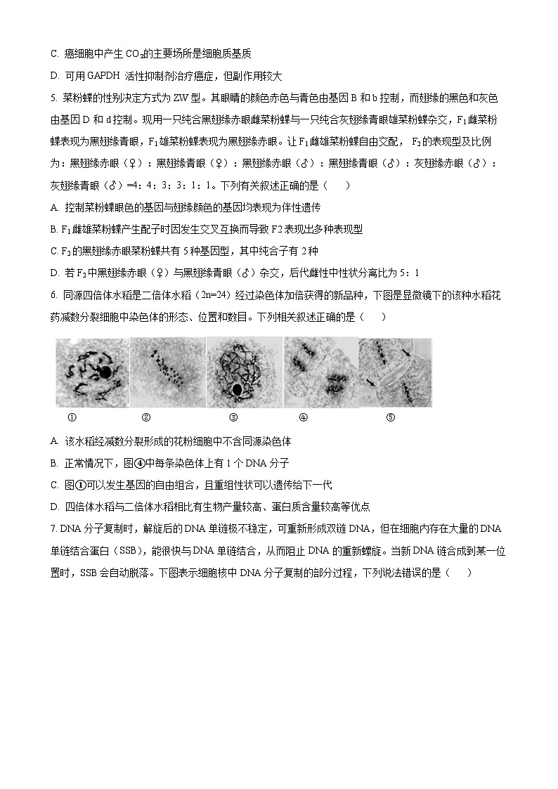 2024无锡四校高三上学期12月学情调研试题生物含解析02