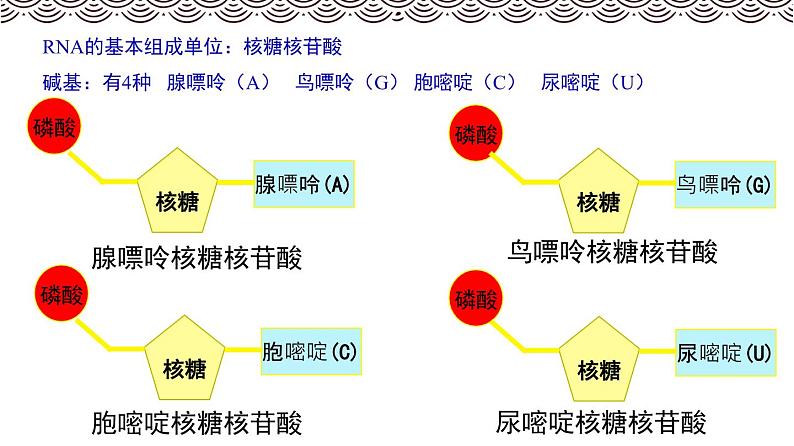高中必修一生物《第5节 核酸是遗传信息的携带者》ppt课件3-统编人教版第8页