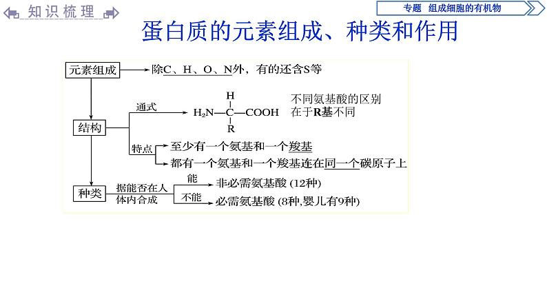 高中必修一生物第2章《组成细胞的有机物》ppt课件3-统编人教版07