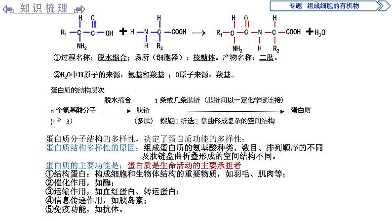 高中必修一生物第2章《组成细胞的有机物》ppt课件3-统编人教版08