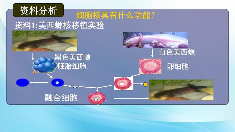 高中必修一生物《第3节 细胞核的结构和功能》ppt课件3-统编人教版第7页