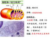 高中生物必修一《第2节 细胞器之间的分工合作》ppt课件1-统编人教版