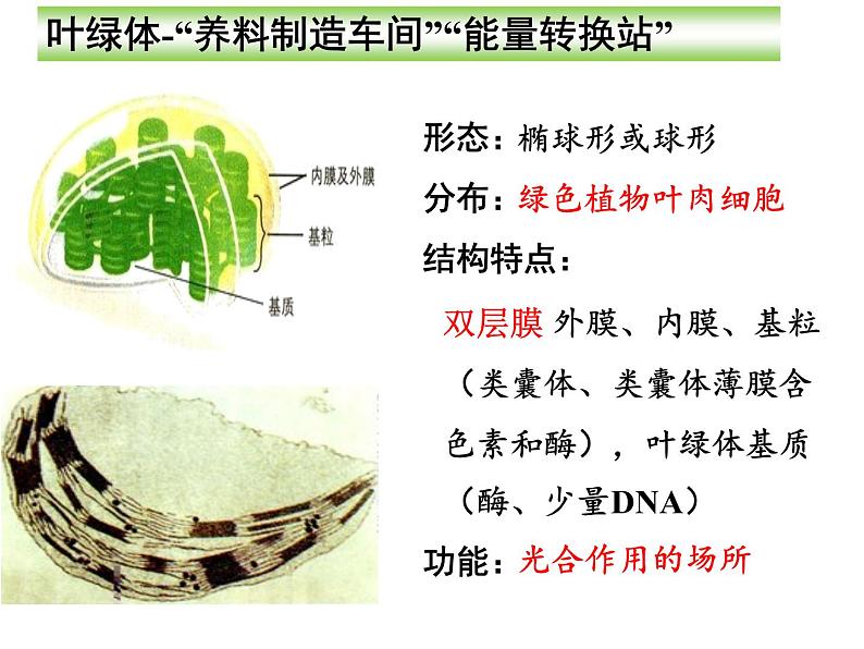 高中生物必修一《第2节 细胞器之间的分工合作》ppt课件1-统编人教版第5页