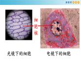 高中生物必修一《第3节 细胞核的结构和功能》ppt课件-统编人教版