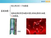 高中生物必修一《第3节 细胞核的结构和功能》ppt课件-统编人教版