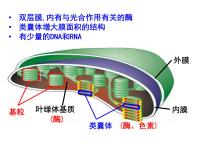 高中生物二 光合作用的原理和应用示范课课件ppt