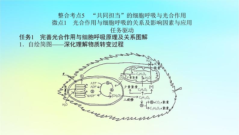 新教材2024高考生物二轮专题复习专题二生命系统的代谢第2讲细胞呼吸和光合作用课件08