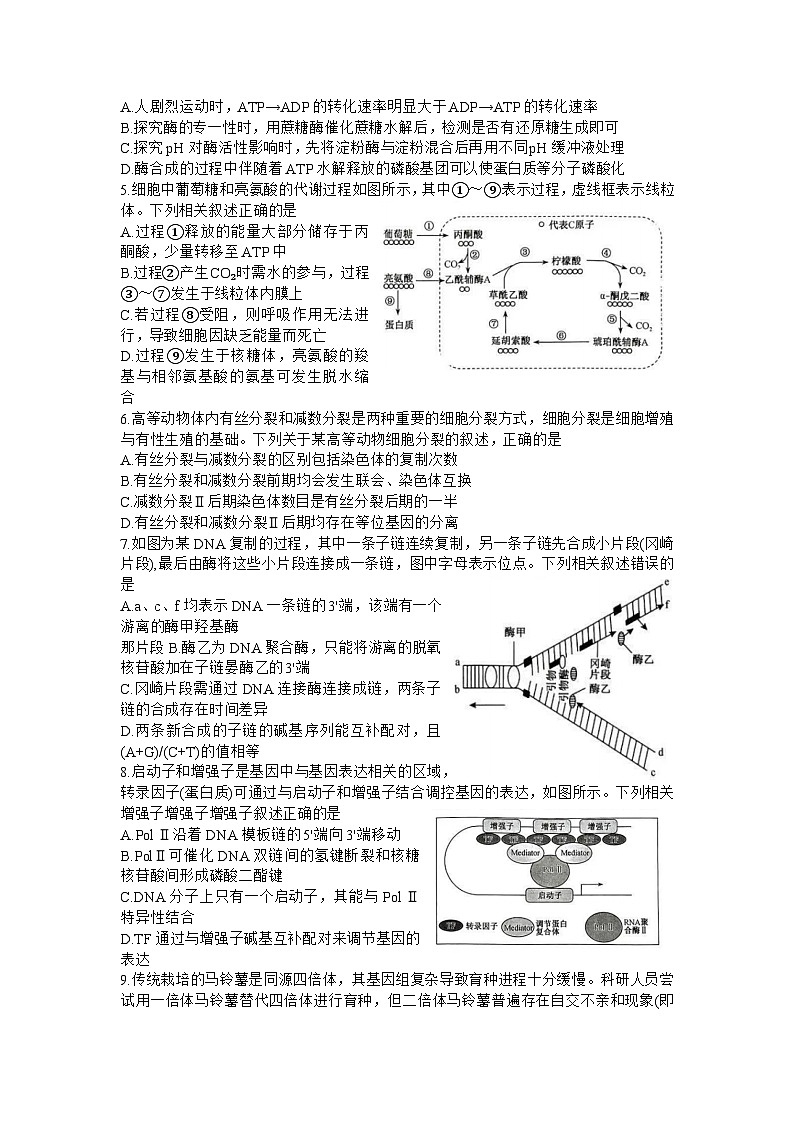 安徽省县中联盟2023-2024学年高三上学期12月联考生物试题02