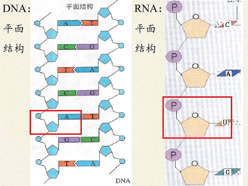 高中生物必修一《第5节 核酸是遗传信息的携带者》ppt课件2-统编人教版06