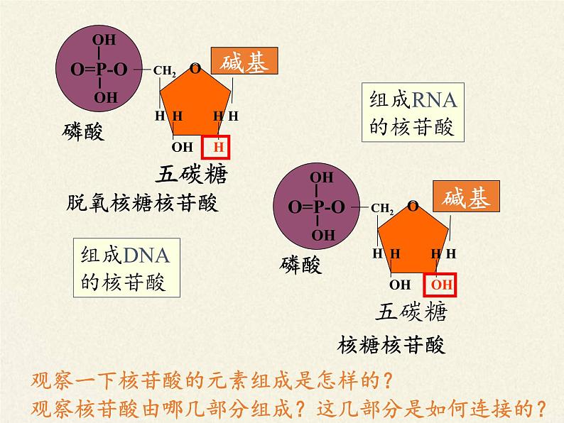 高中生物必修一《第5节 核酸是遗传信息的携带者》ppt课件2-统编人教版07