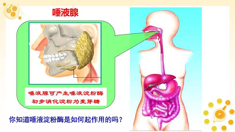 高中生物必修一《一 酶的作用和本质》ppt课件1-统编人教版第4页