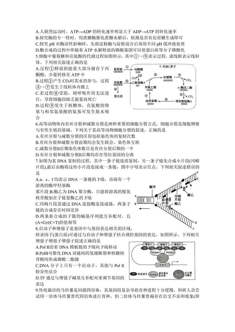 2024安徽省县中联盟高三上学期12月联考试题生物PDF版含答案02