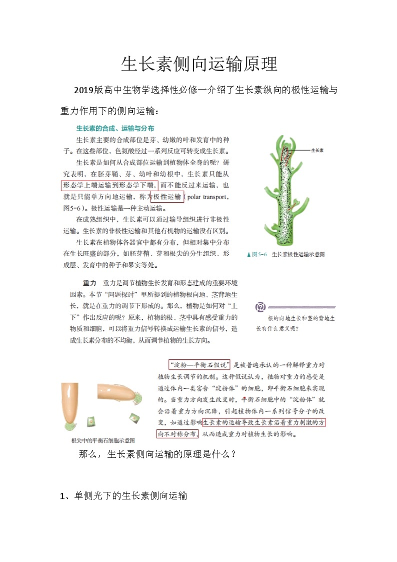 备课素材（知识点）：生长素侧向运输原理  高中生物学选择性必修一01