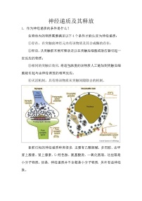 备课素材（知识点）：神经递质及其释放  生物人教版选择性必修1