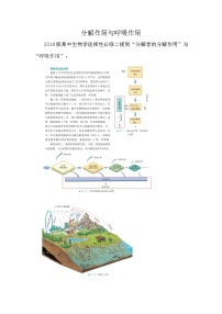 备课素材（知识点）：分解作用与呼吸作用  生物人教版选择性必修2