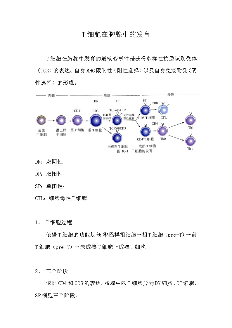 备课素材（知识点）：T细胞在胸腺中的发育  高中生物学选择性必修一第1页