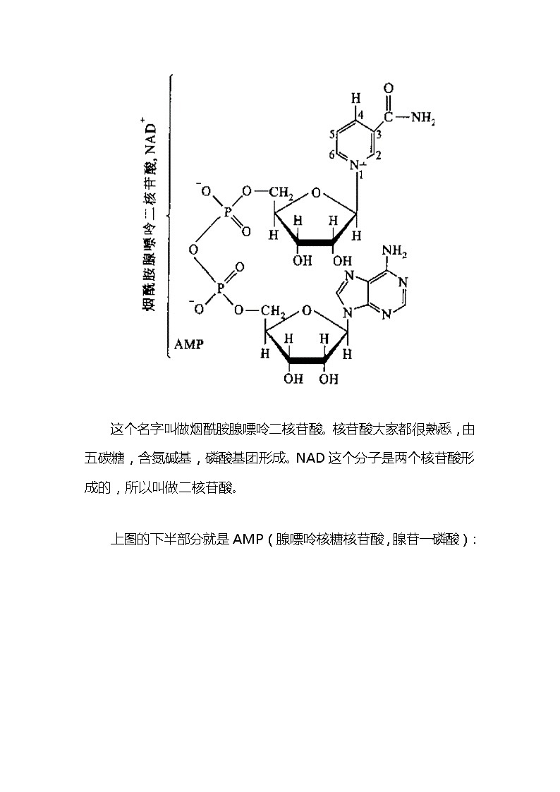 备课素材（知识点）：NADH和NADPH  生物人教版必修1第2页