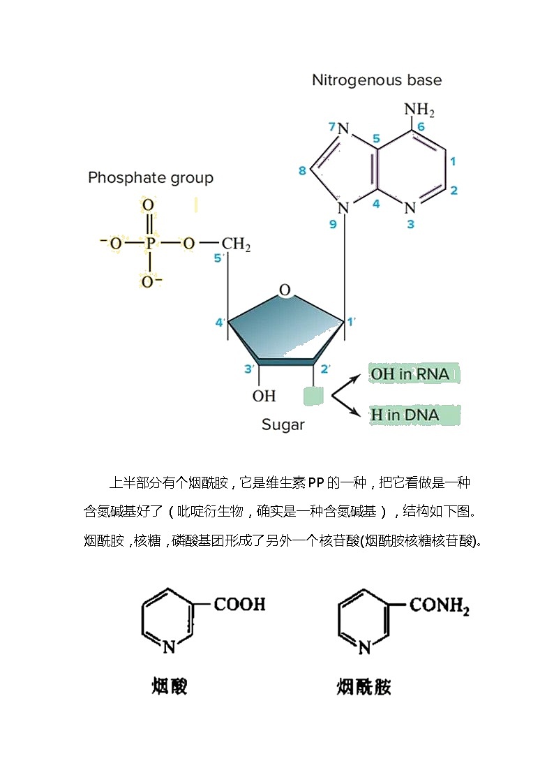 备课素材（知识点）：NADH和NADPH  生物人教版必修1第3页
