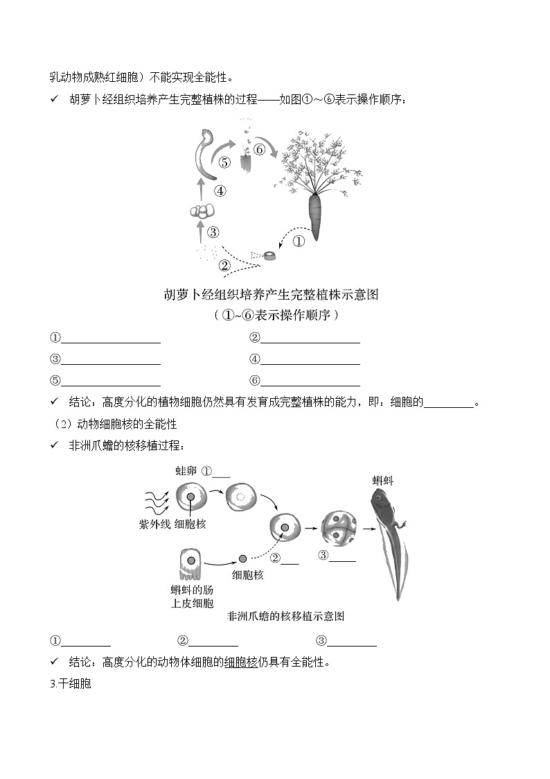 6.2细胞的分化 学案  生物人教版必修102
