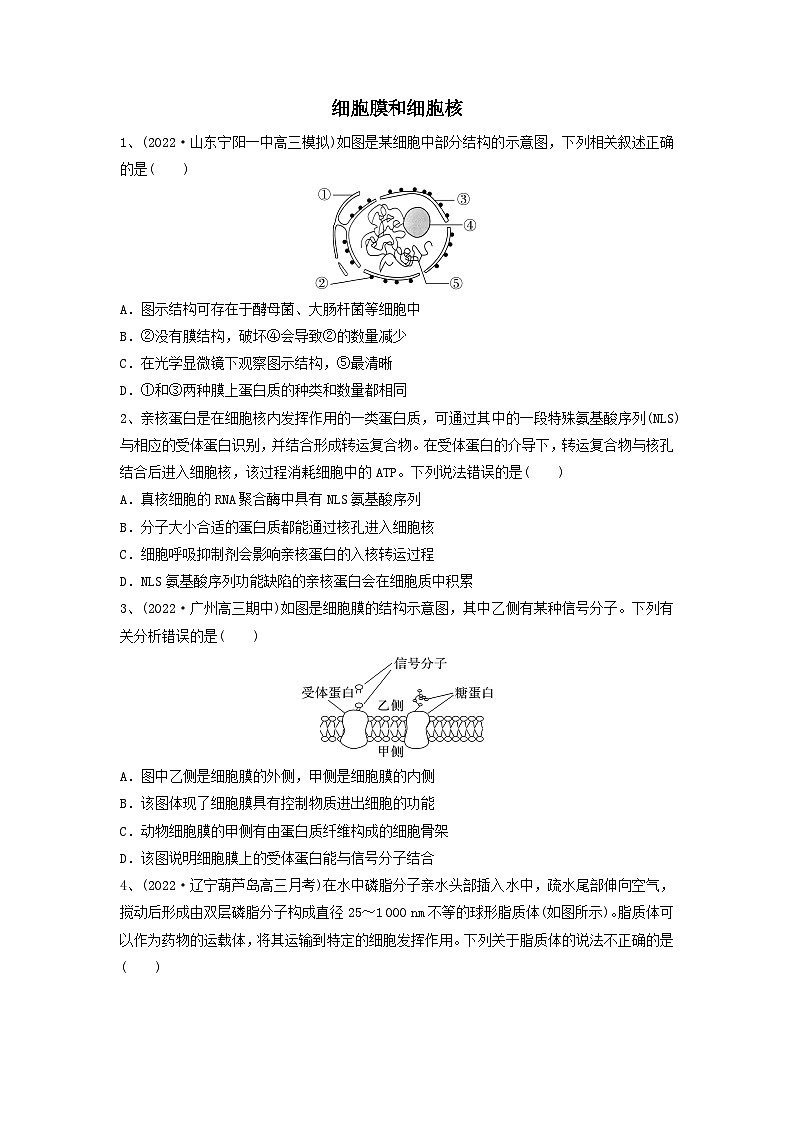 专题04 细胞膜和细胞核（精练）（原卷版）第1页