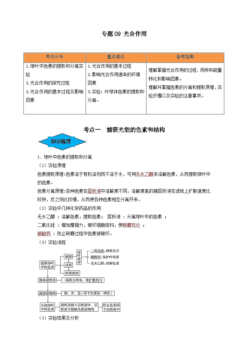 专题09 光合作用（串讲）-备战2024年高考生物一轮复习精讲精练（新高考专用）01