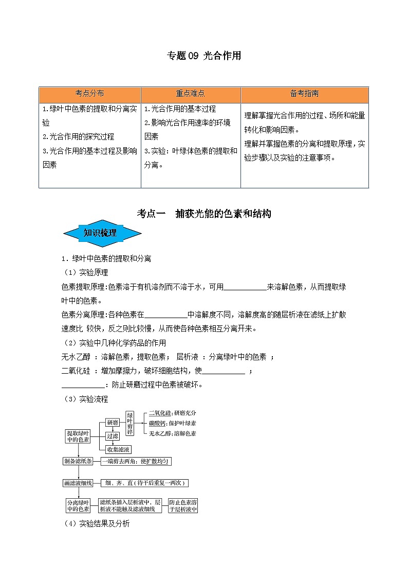 专题09 光合作用（串讲）-备战2024年高考生物一轮复习精讲精练（新高考专用）01