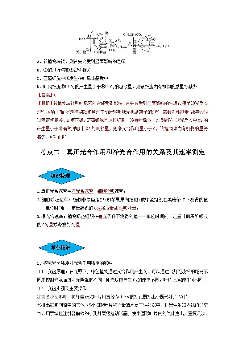 专题10 光合作用与细胞呼吸的综合应用（串讲）（解析版）第3页
