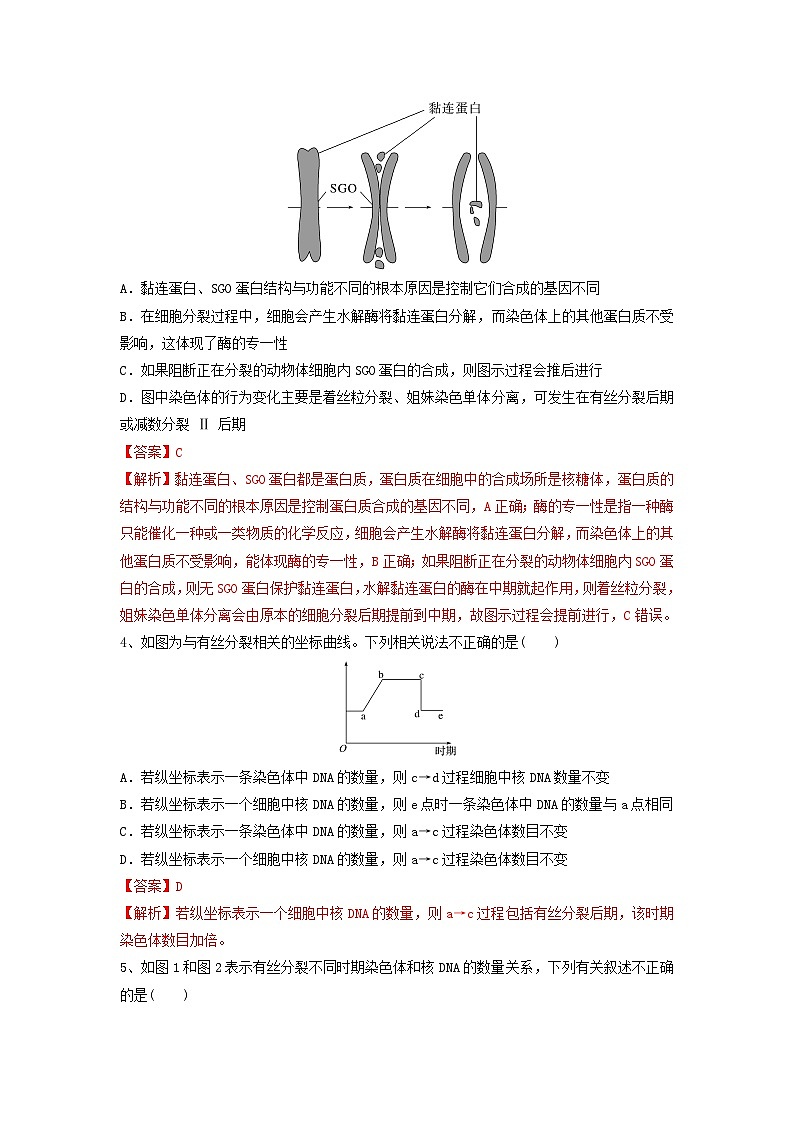专题11 细胞的增殖（精练）（解析版）第2页