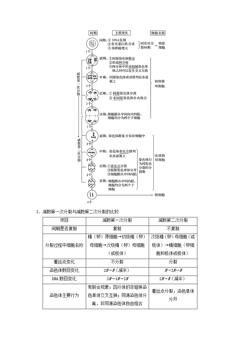 专题12 减数分裂和受精作用（串讲）（原卷版）第3页