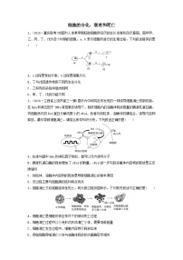 专题13 细胞的分化、衰老和死亡（精练）-备战2024年高考生物一轮复习精讲精练（新高考专用）