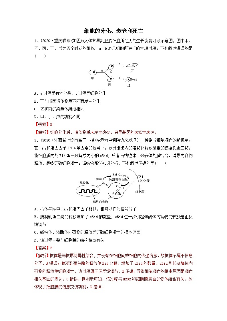 专题13 细胞的分化、衰老和死亡（精练）（解析版）第1页