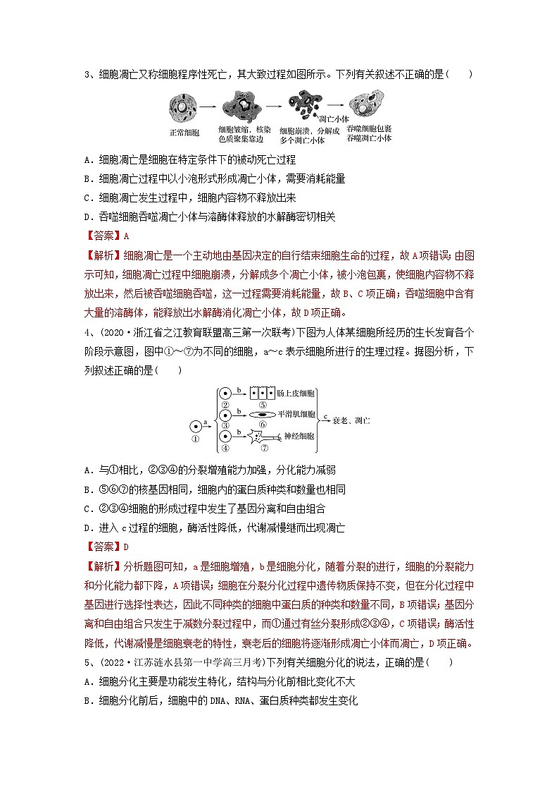 专题13 细胞的分化、衰老和死亡（精练）（解析版）第2页