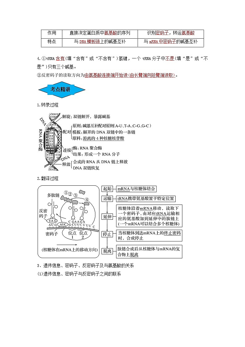 专题19 基因的表达（串讲）-备战2024年高考生物一轮复习精讲精练（新高考专用）02