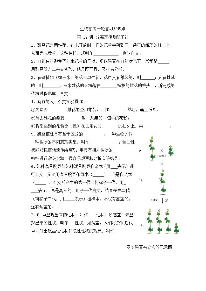 高三生物一轮复习第7讲 孟德尔遗传定律及伴性遗传基础知识点第1页