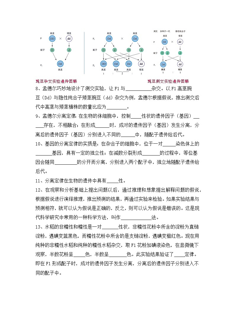 高三生物一轮复习第7讲 孟德尔遗传定律及伴性遗传基础知识点第2页