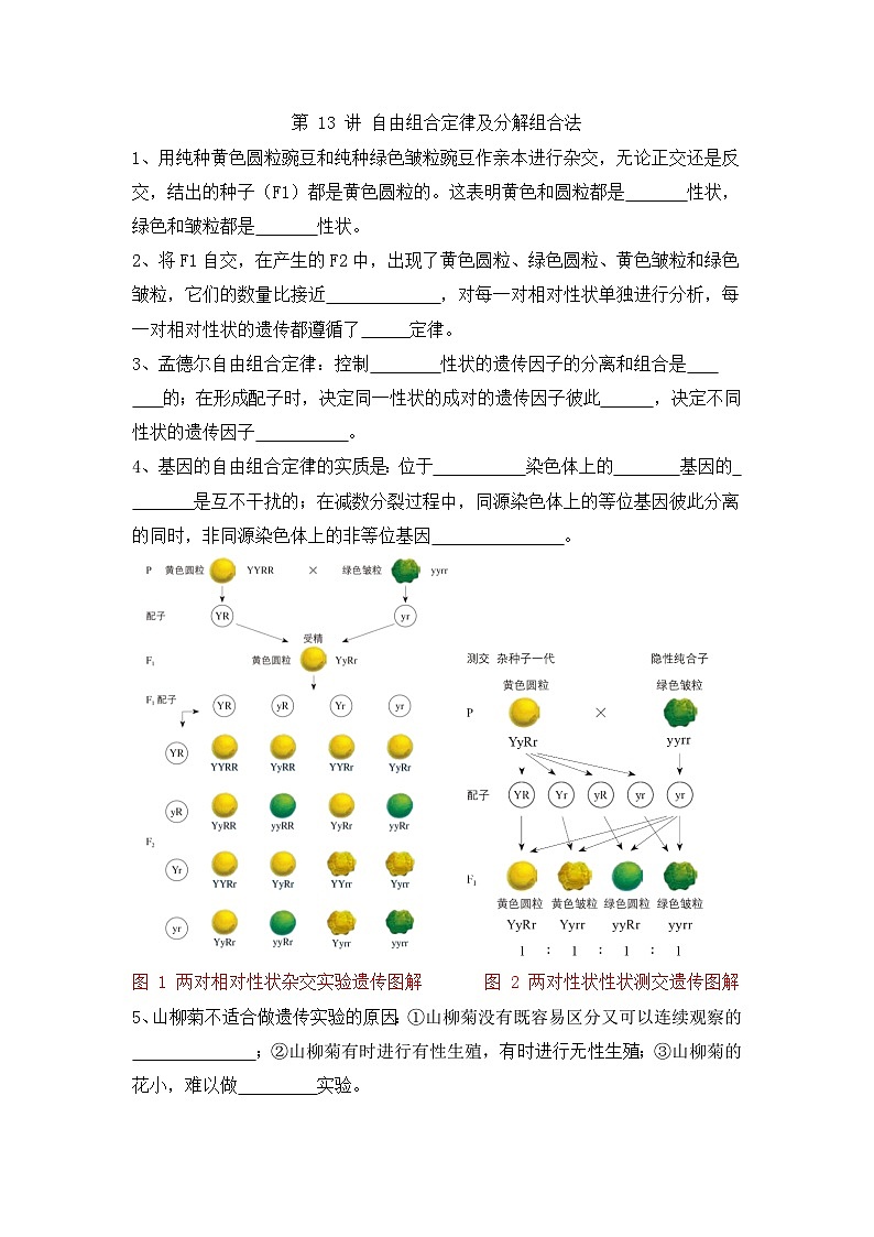 高三生物一轮复习第7讲 孟德尔遗传定律及伴性遗传基础知识点第3页