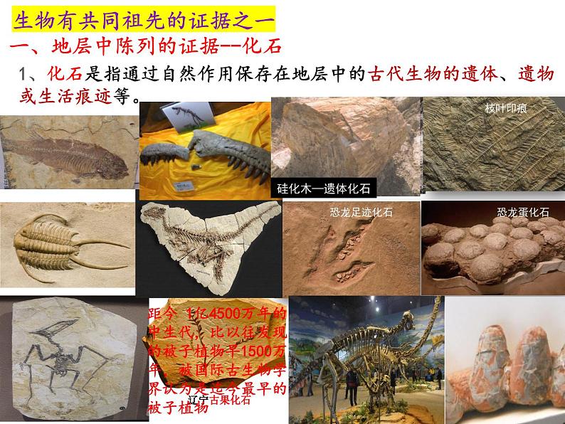 人教版高中生物必修二6.1生物有共同祖先的证据课件+同步分层练习（含答案解析）08