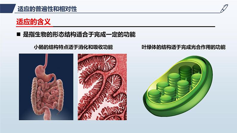 人教版高中生物必修二6.2自然选择与适应的形成课件.pptx第8页