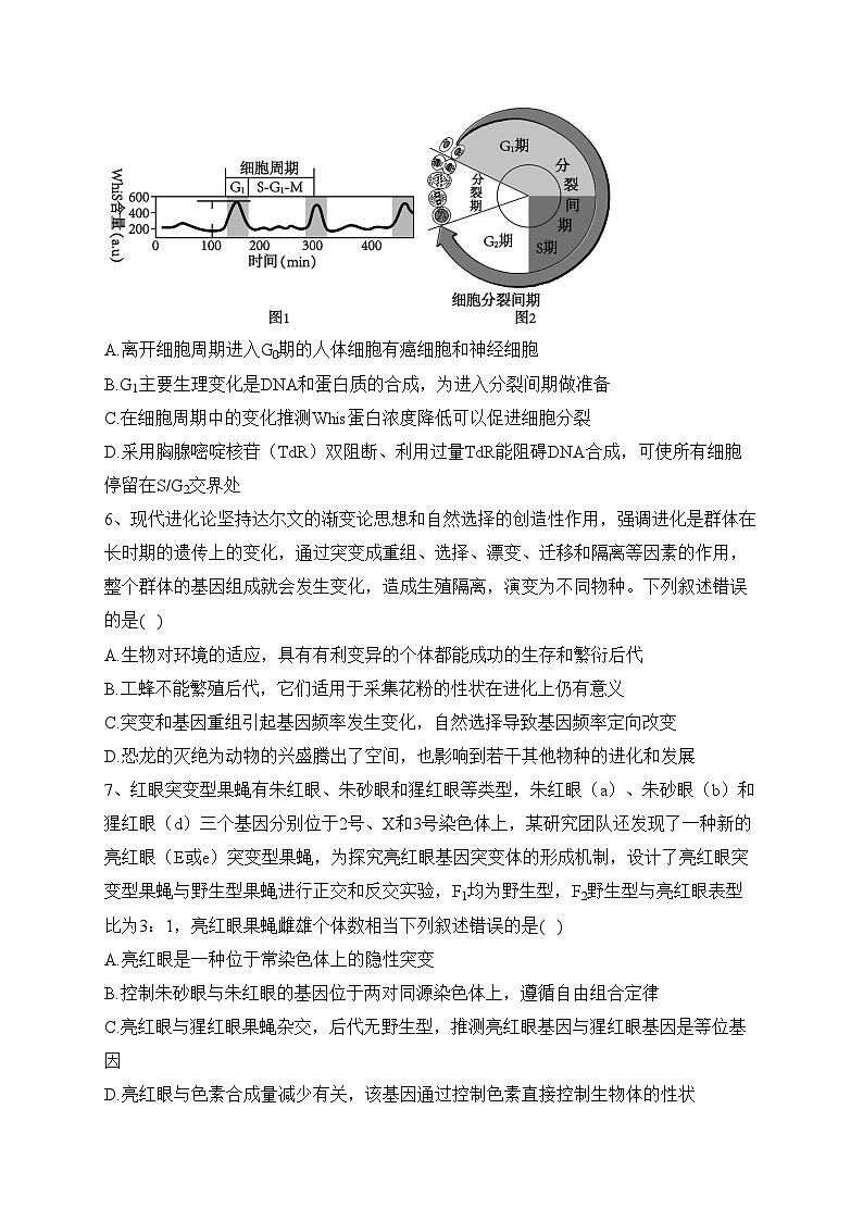 湖北省恩施州多校2023-2024学年高二上学期期中生物试卷(含答案)03