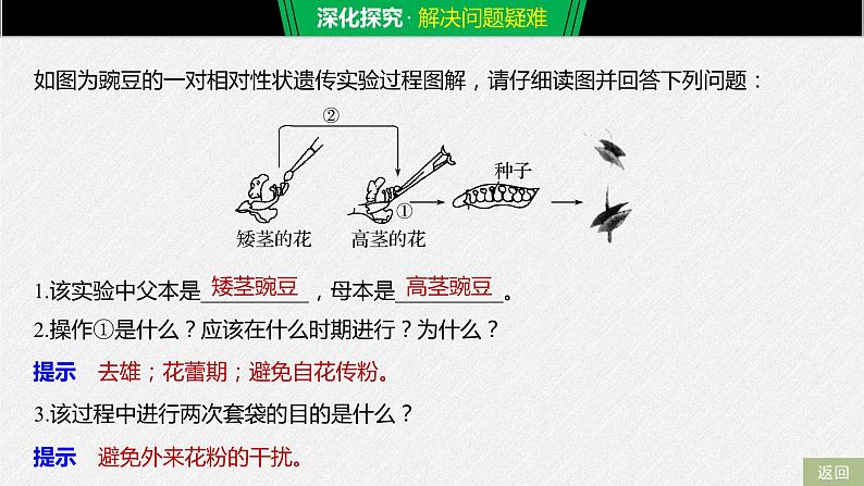 高中必修二生物《第1节 盂德尔的豌豆杂交实验（一）》ppt课件3-统编人教版第7页