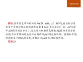 高中必修二生物第2章《本章综合与测试》ppt课件3-统编人教版